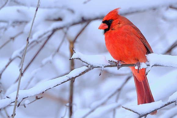 Northern Cardinal (12)