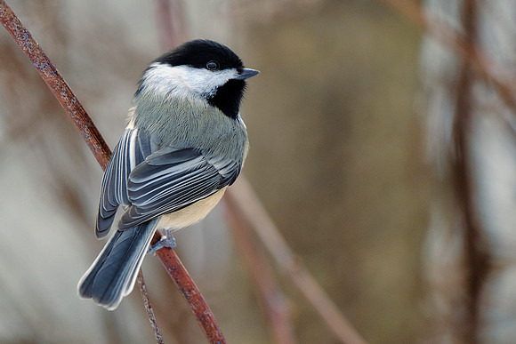 Black-capped Chickadee (1)