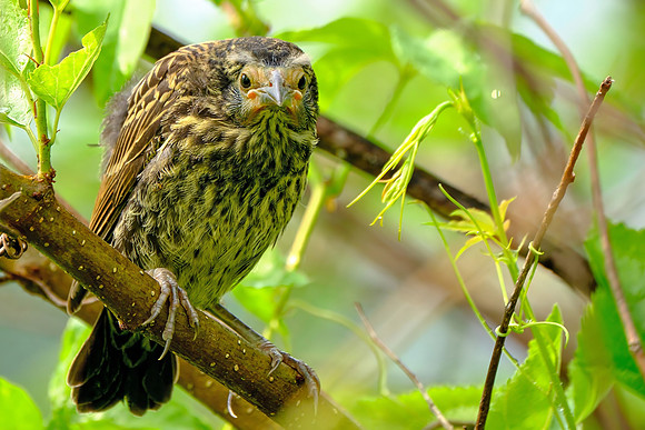 Red-winged Blackbird (1)