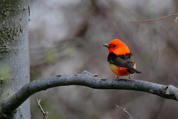 Summer Tanager (2)