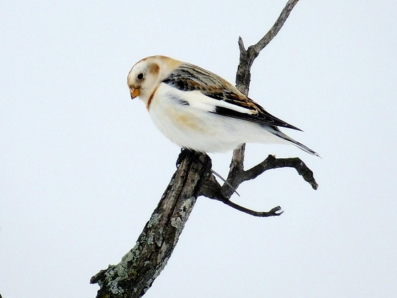 Snow Bunting