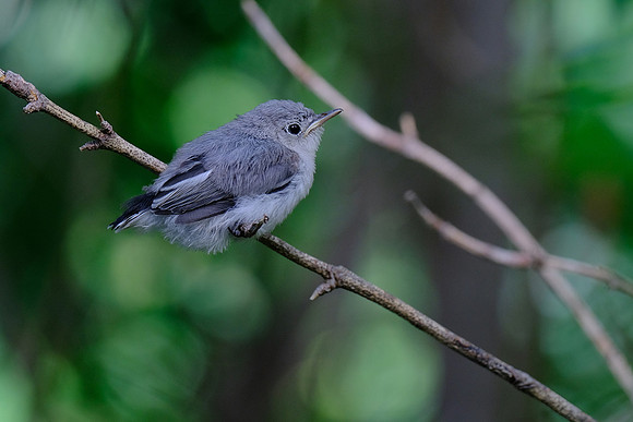 Blue-grey Gnatcatcher (3)