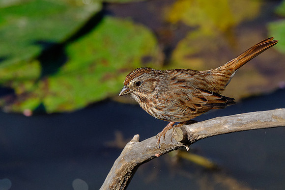 Song Sparrow (3)