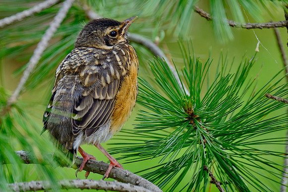 Robin (1)