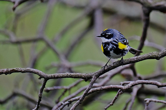Yellow-rumped Warbler (3)
