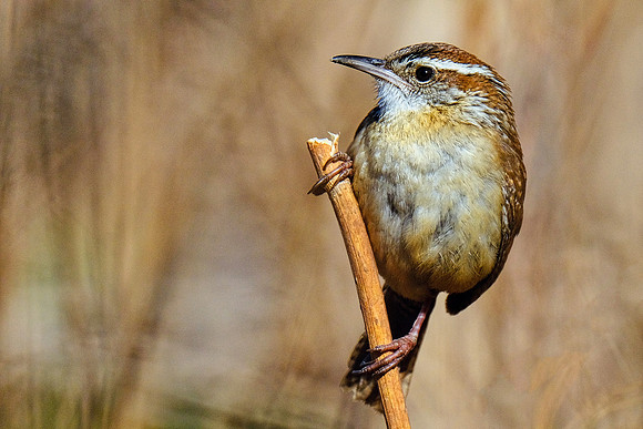 Carolina Wren (4)