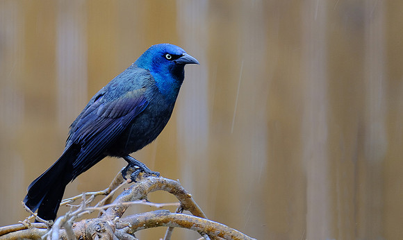 Common Grackle (1)