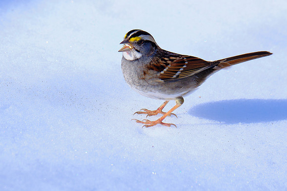 White-throated Sparrow (2)