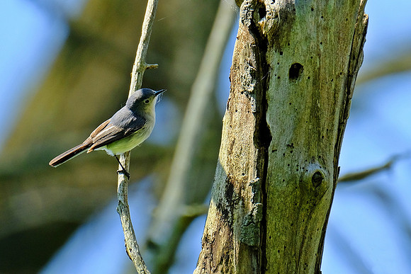 Blue Gray Gnatcatcher (1)