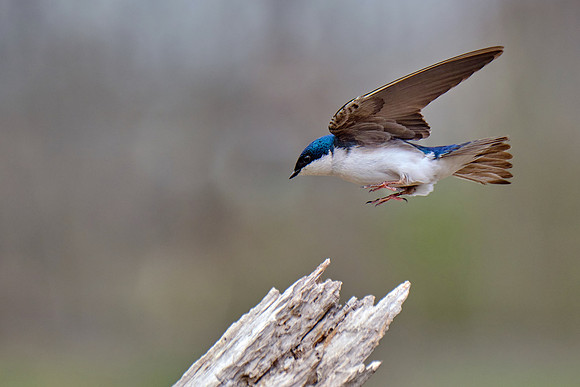 Tree Swallow (1)