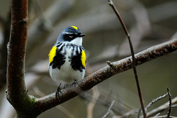 Yellow-rumped Warbler (6)