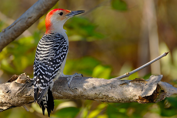 Red-bellied Woodpecker (3)