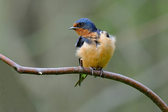 Tree Swallow (4)
