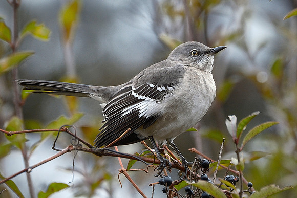 Northern Mockingbird (1)