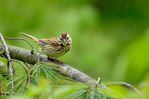 Song Sparrow (1)