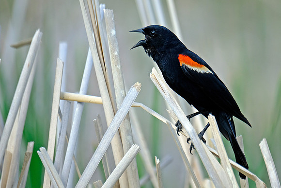 Red-winged Blackbird (2)