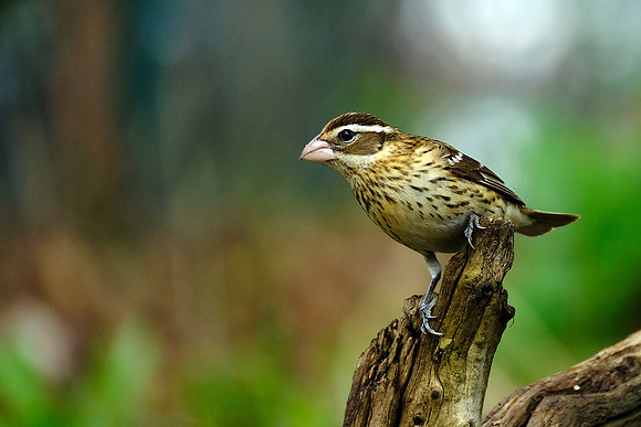 Red-breasted Grosbeak (2)