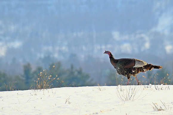Wild Turkey (2)