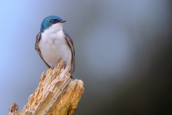 Tree Swallow (5)