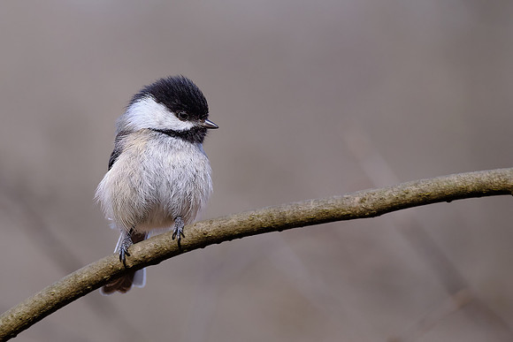 Black-capped Chickadee (2)