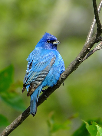 Indigo Bunting
