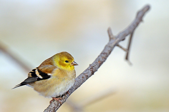 Goldfinch (1)