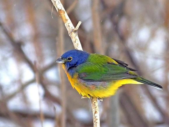 Painted Bunting (2)