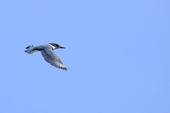 Belted Kingfisher (1)