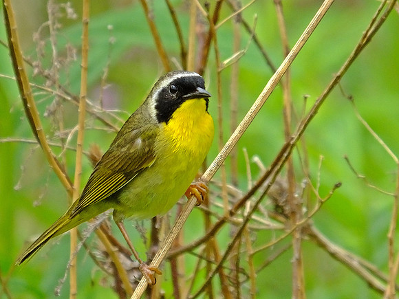 Common Yellowthroat (1)