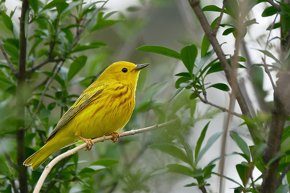 Yellow Warbler (3)