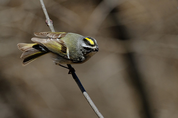Yellow-rumped Warbler (4)