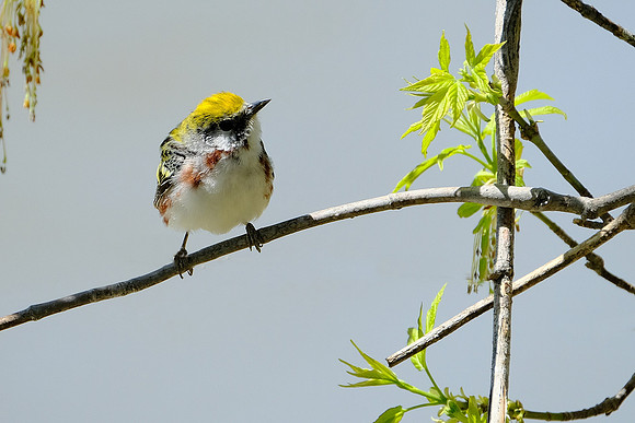 Chestnut-sided Warbler (2)