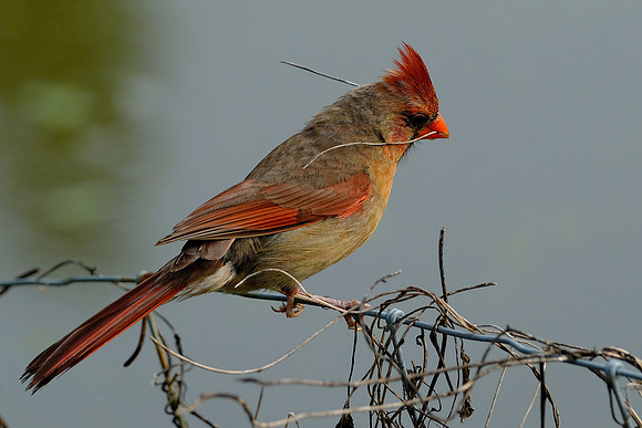 Northern Cardinal (9)