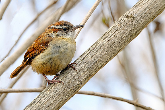 Carolina Wren (2)