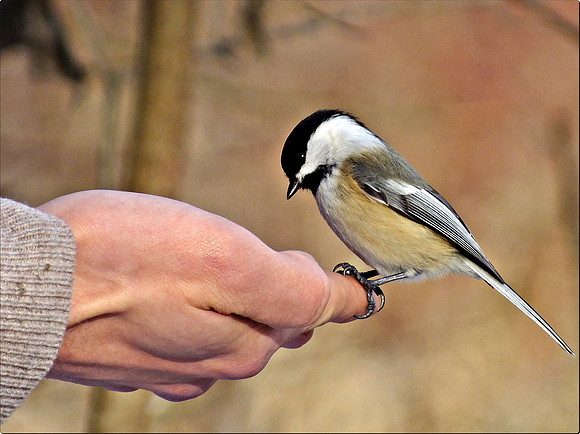 Black-capped Chickadee (4)