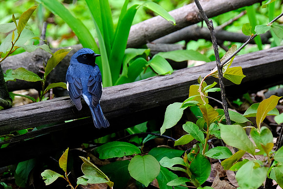 Black-throated Blue Warbler