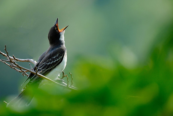 Kingbird (3)