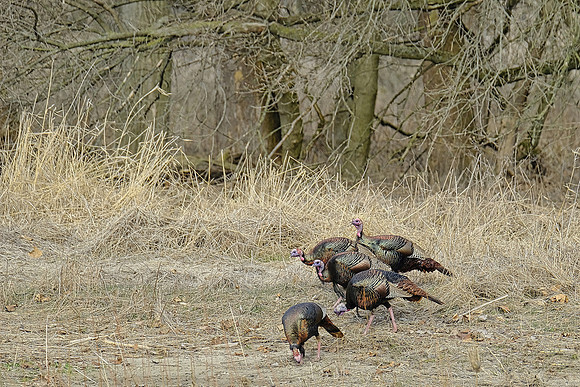 Wild Turkey (4)