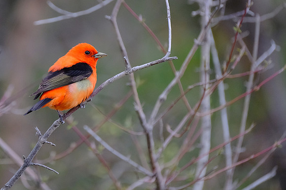Summer Tanager (1)