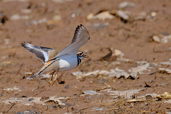 Killdeer (3)