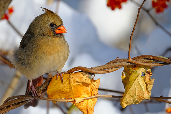 Northern Cardinal (11)