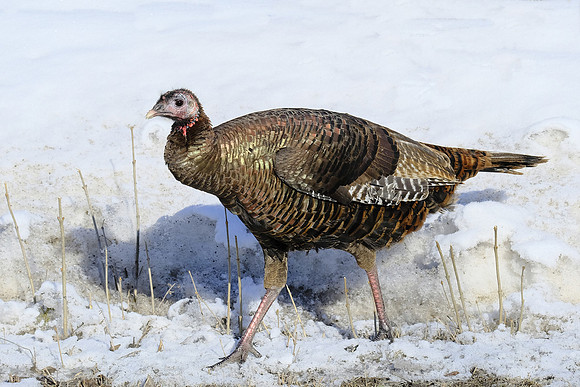 Wild Turkey (1)