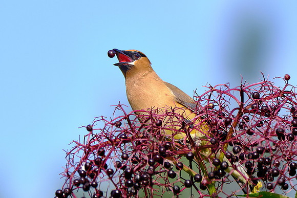 Cedar Waxwing (4)