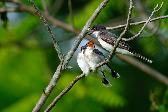 Kingbird (2)