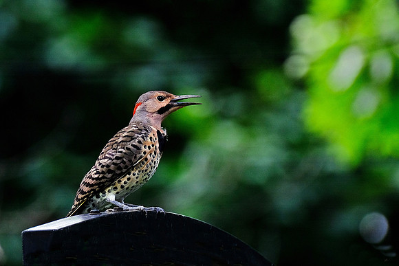 Northern Flicker (2)