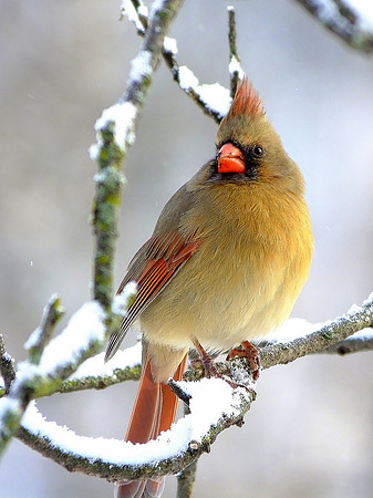 Northern Cardinal (7)