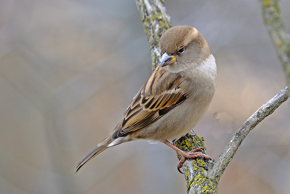 House Sparrow (2)
