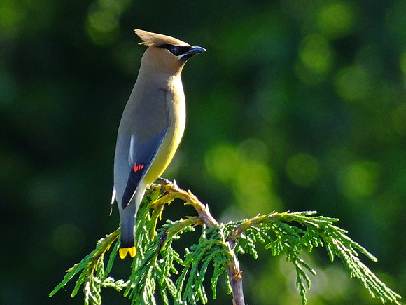 Cedar Waxwing (1)