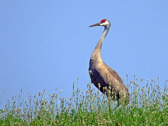 Sandhill Crane