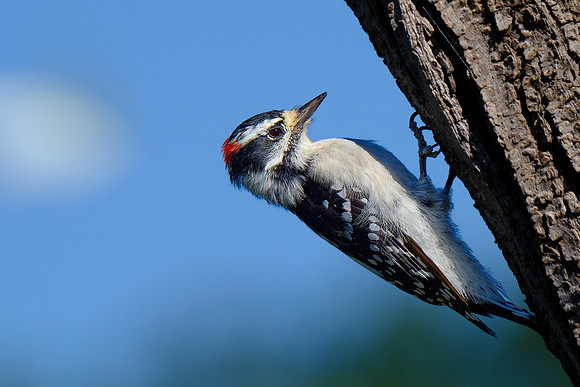 Downy Woodpecker (2)